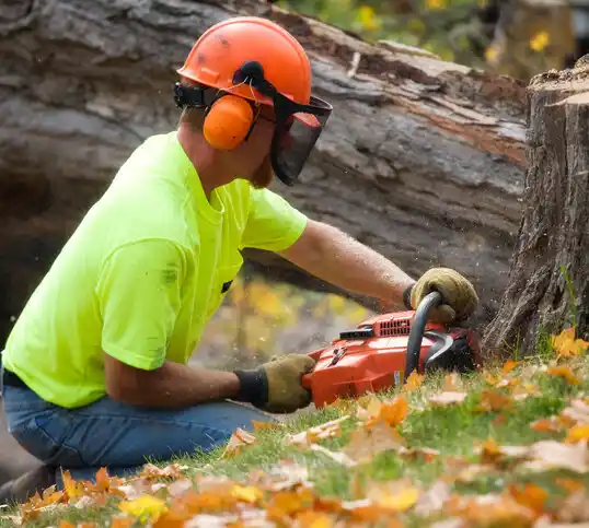 tree services Garwood